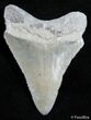 Very Sharp Inch Bone Valley Megalodon Tooth #2439-1